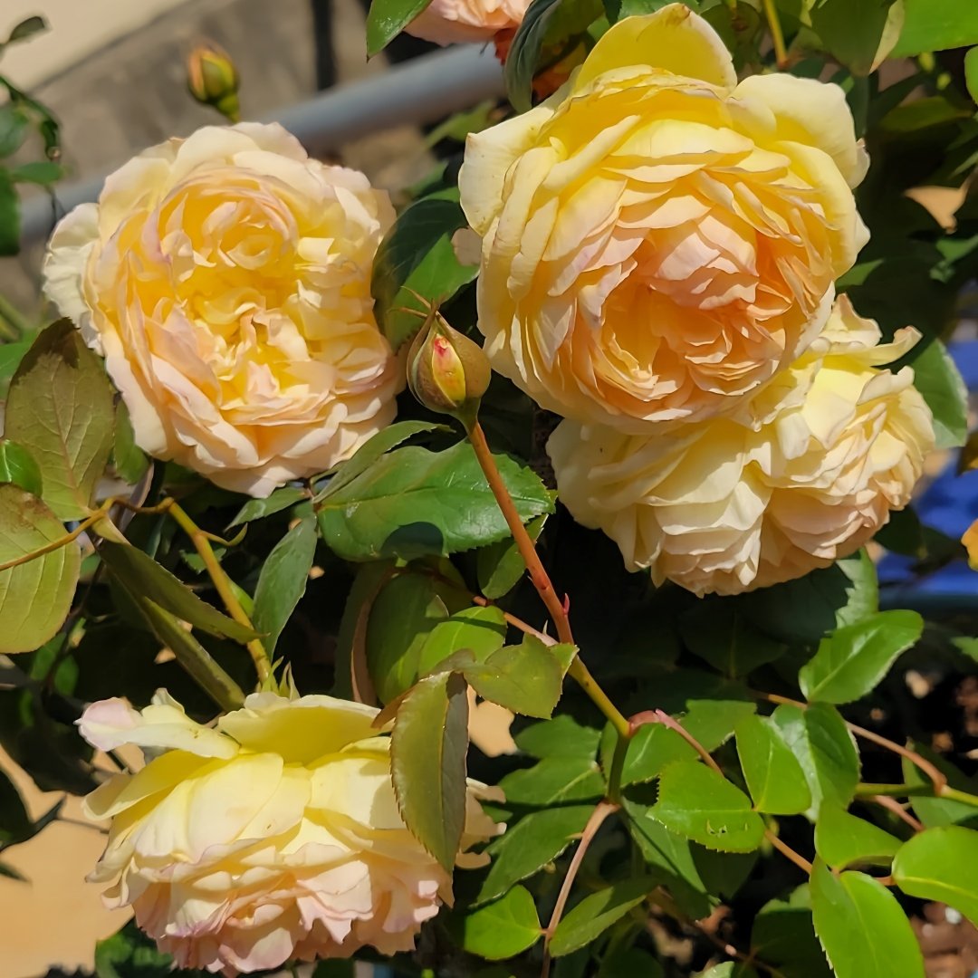 Kagerou Rose Plant｜蜉蝣 image 8