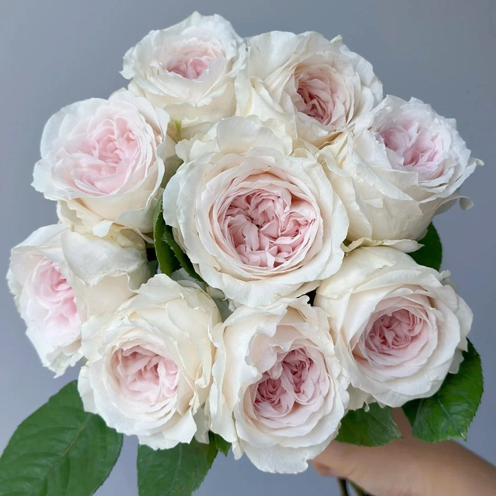 Les fraises Rose Plant｜草莓奶昔 image 0