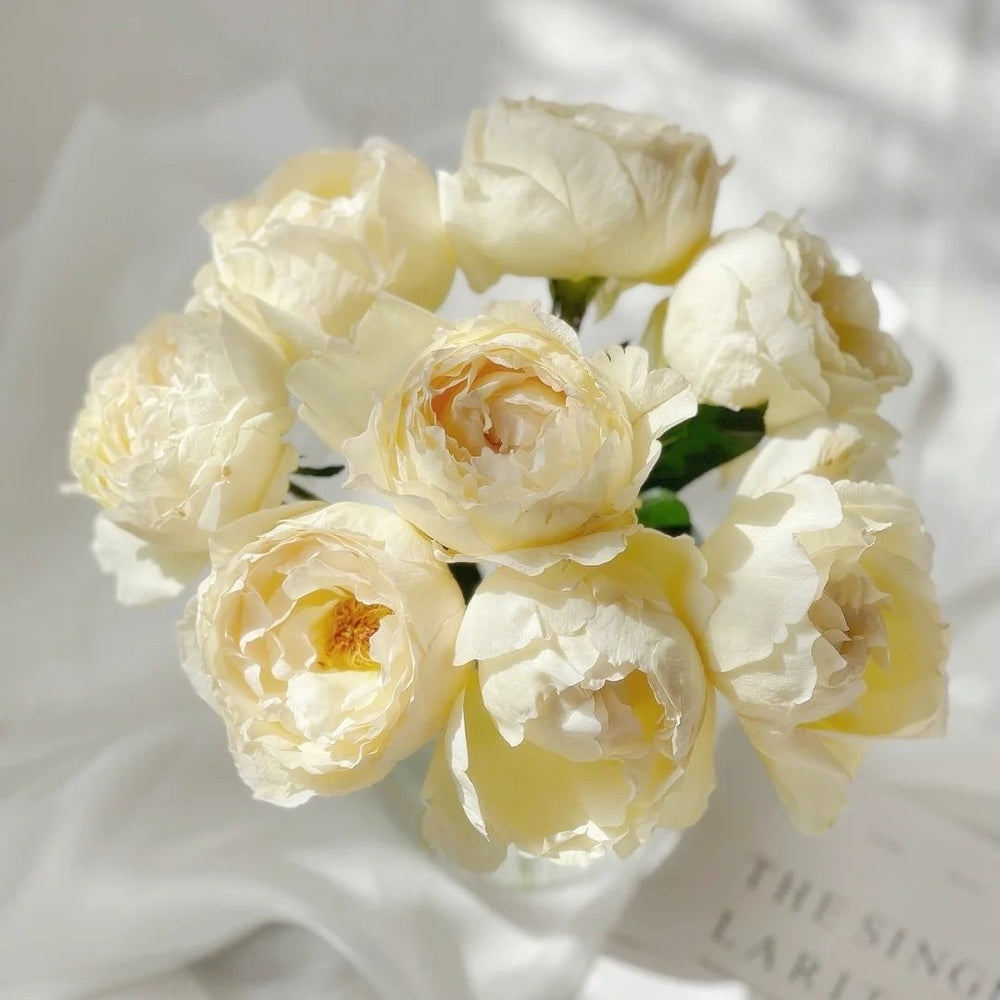 Cream Yves Piaget Rose Plant | 奶油伊芙伯爵 image 6