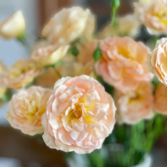 Tsukitohana Rose Plant|花月/月亮之花 image 3