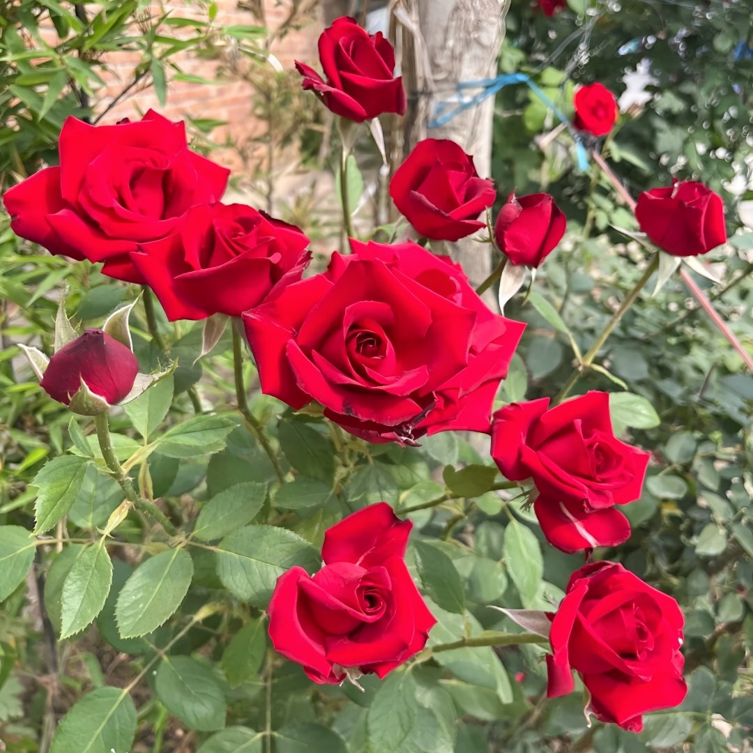 Carola Rose Plant｜卡罗拉 image 6