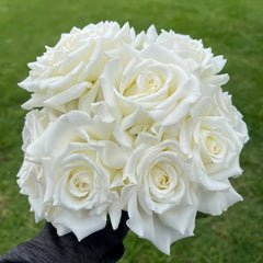 Pope John Paul II Rose Plant|保罗二世 image 0
