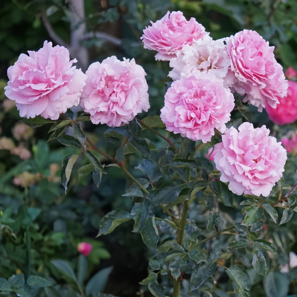 Jeanne Loriod Rose Plant｜伊芙珍妮洛德 image 8