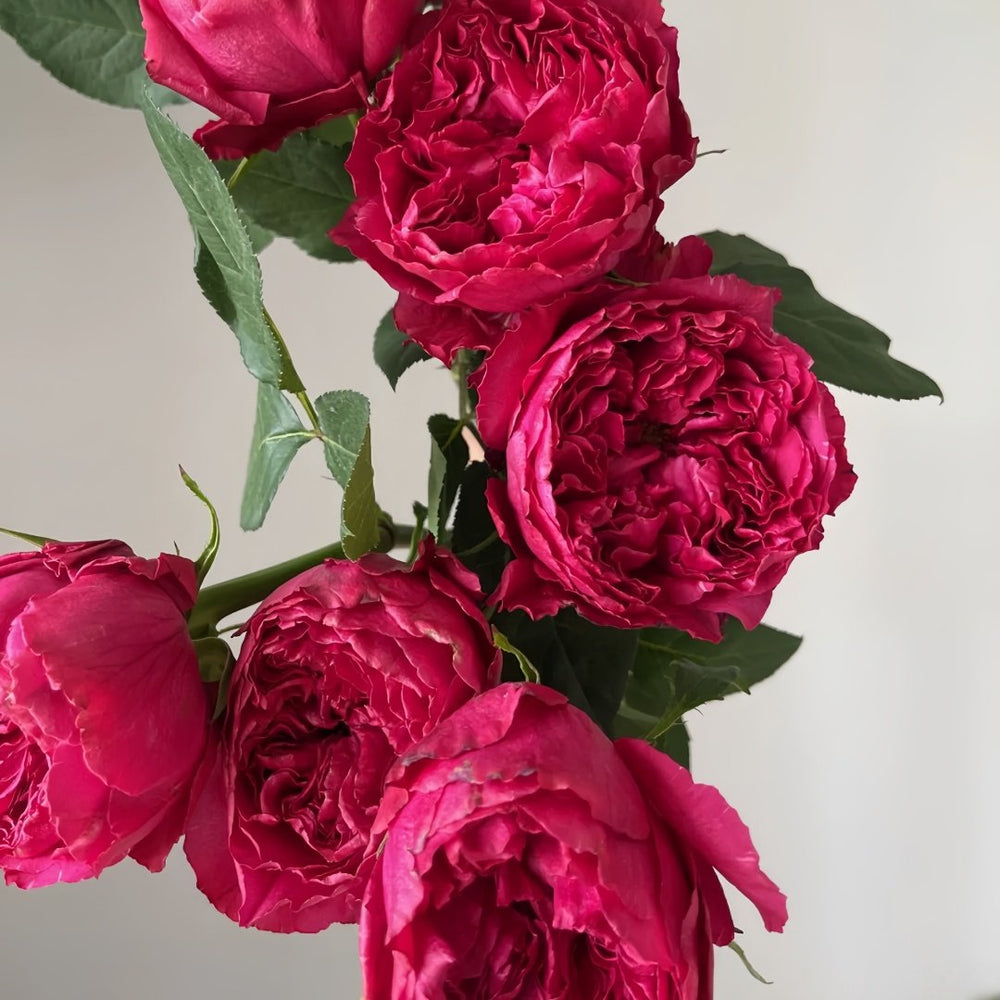 Rospberry Elegance Rose Plant｜优雅树莓 image 5