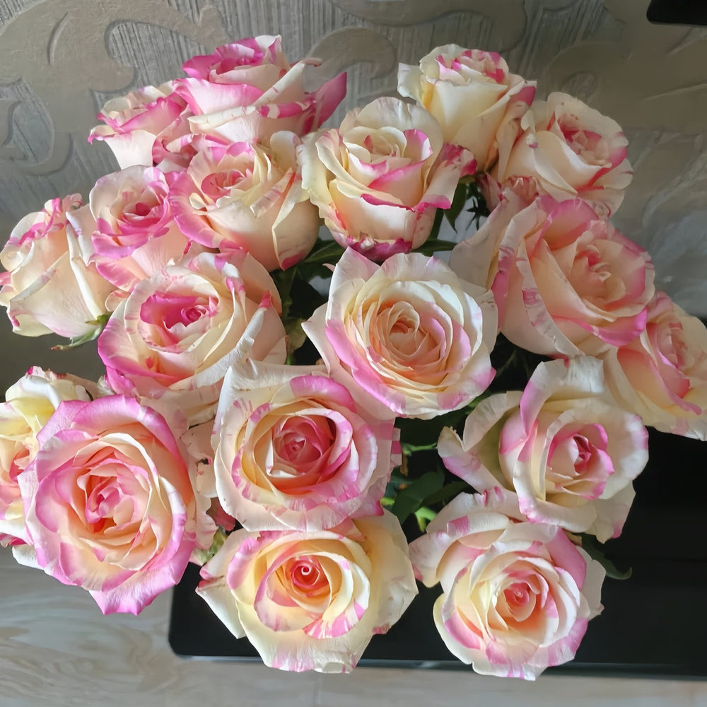 Nichang Rose Plant|霓裳 image 6