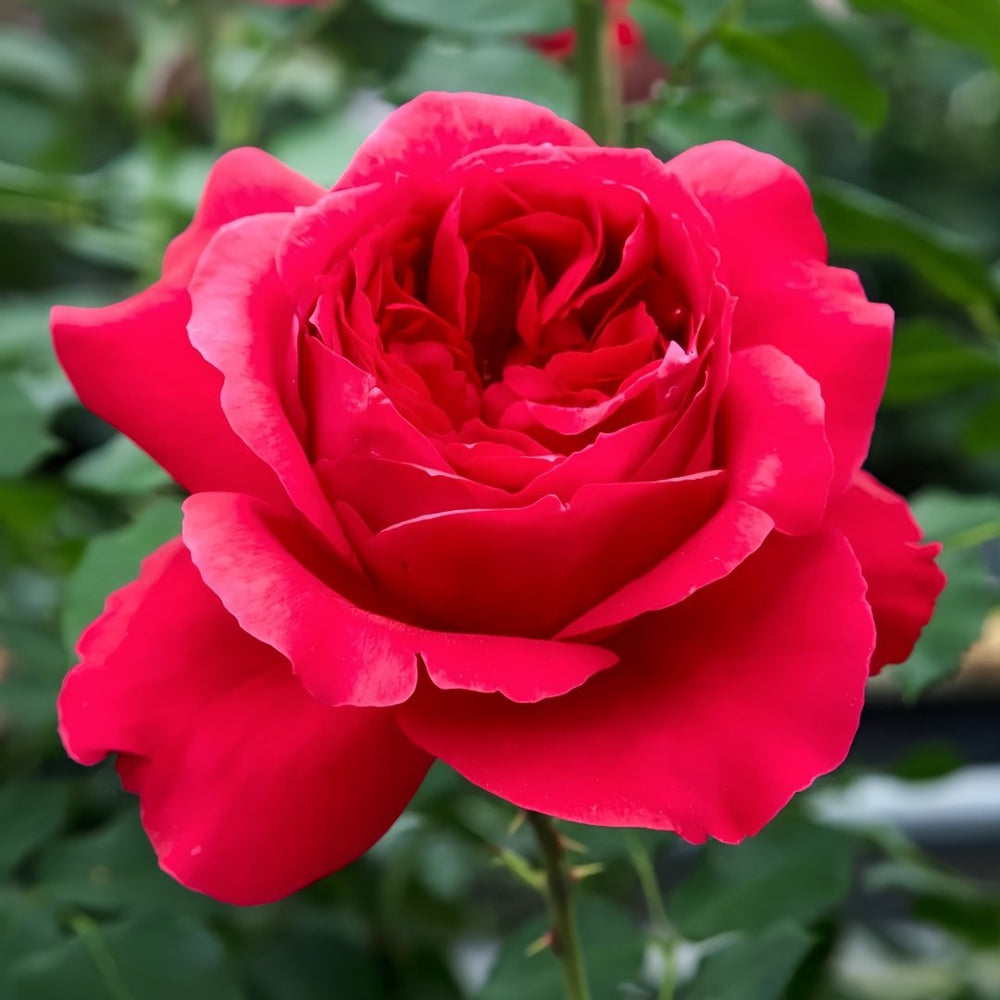 Red Ribbon Ruban Rouge Rose Plant ｜红丝带 image 8