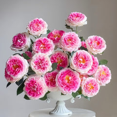 Holiday Island Guernsey Rose Plant｜根西/假日岛芍药 image 3