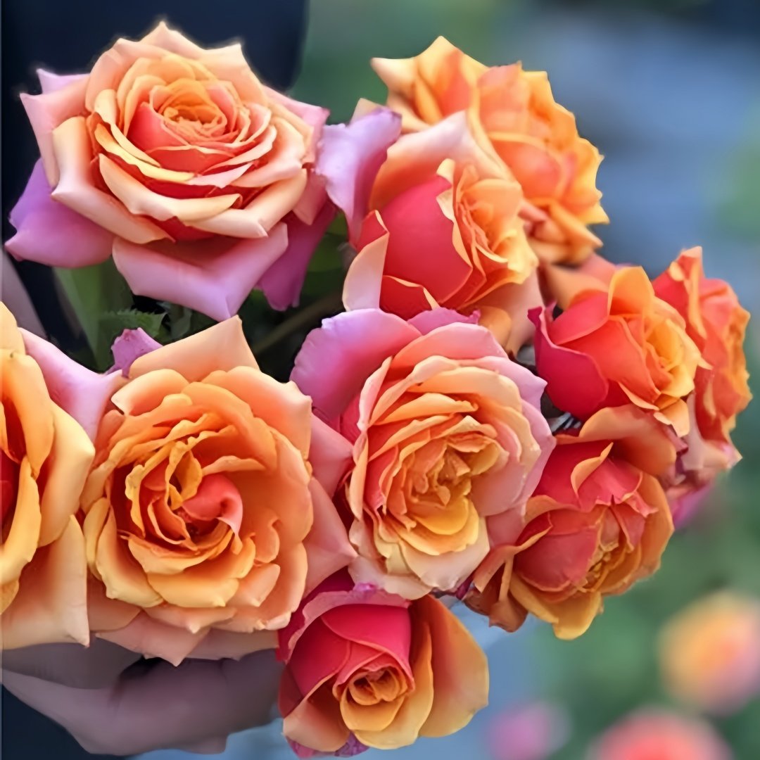 Rosa 'Naples Forever' Rose Plant｜永远的那不勒斯 image 9