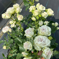 Silver Rain Rose Plant|银雨 image 2
