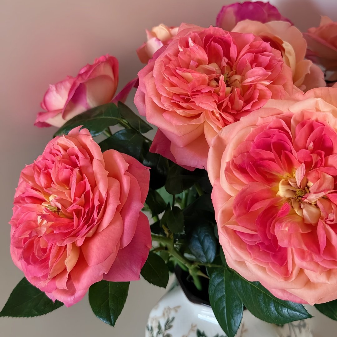 Queen of Hearts Rose Plant｜红桃女王 image 7