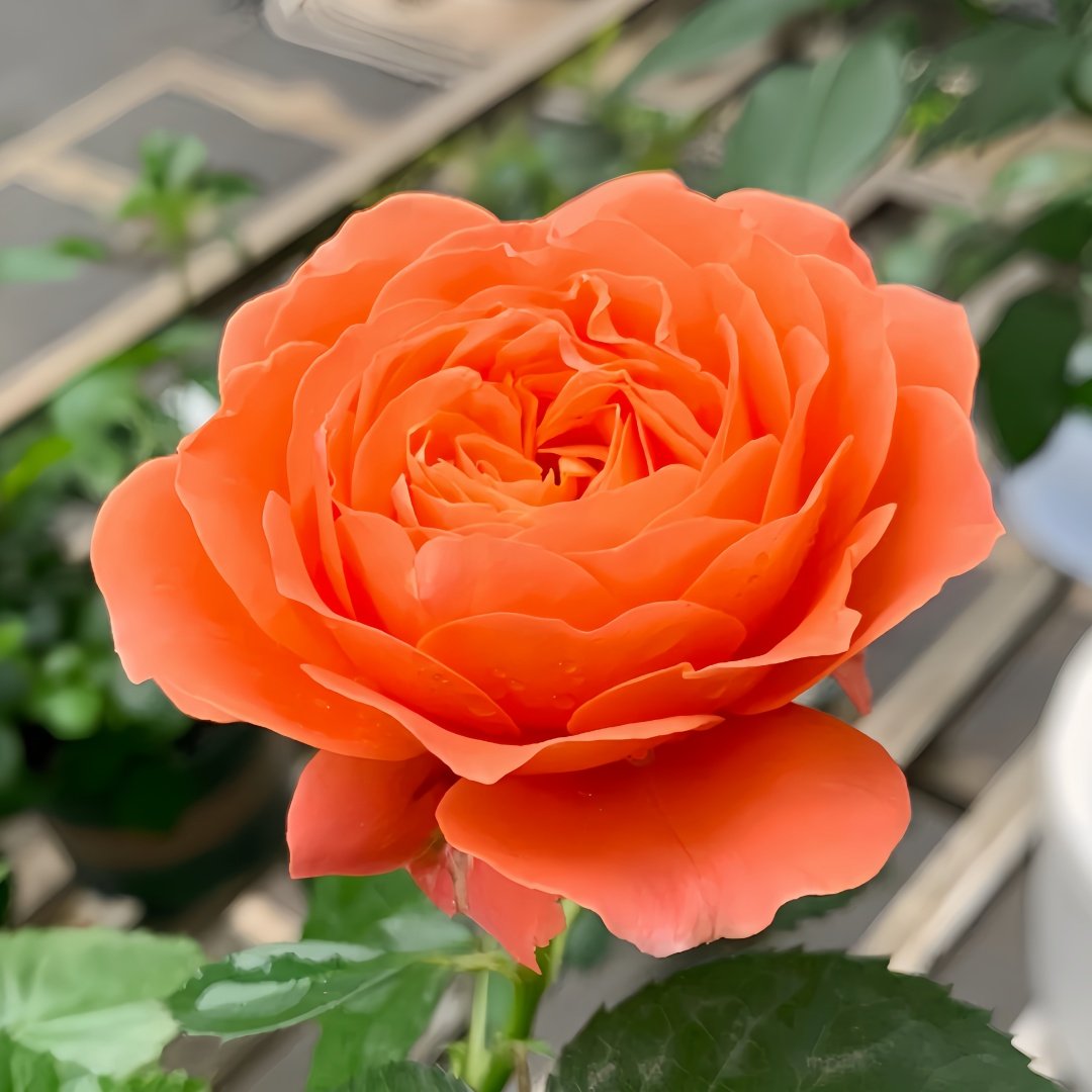 Saturnus King Terazza Rose Plant|土星王阳台 image 4