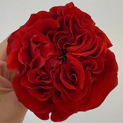 Red Eye Rose Plant｜红眼睛 image 2