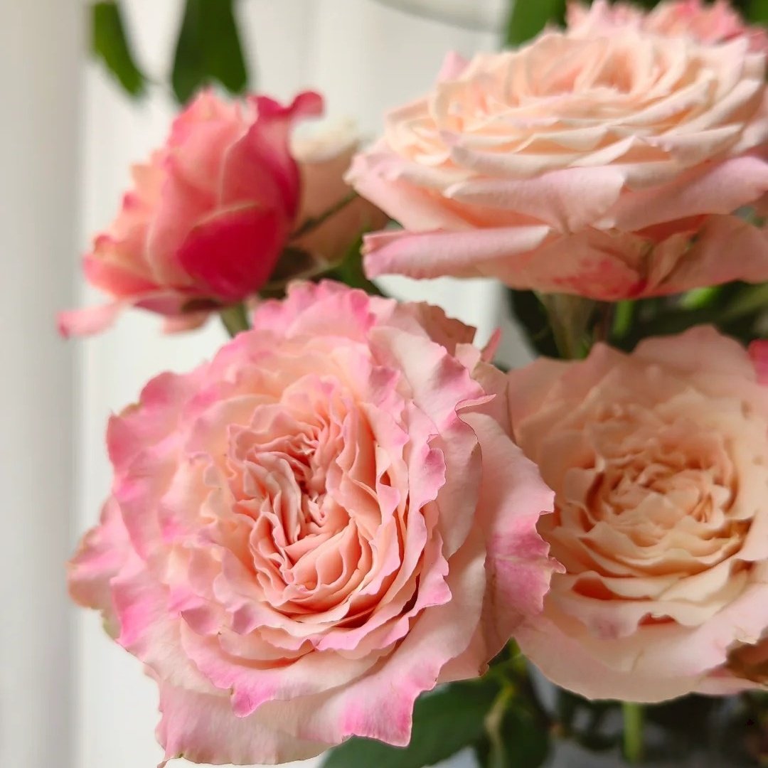 Taolesi Rose Plant|桃乐丝 image 5