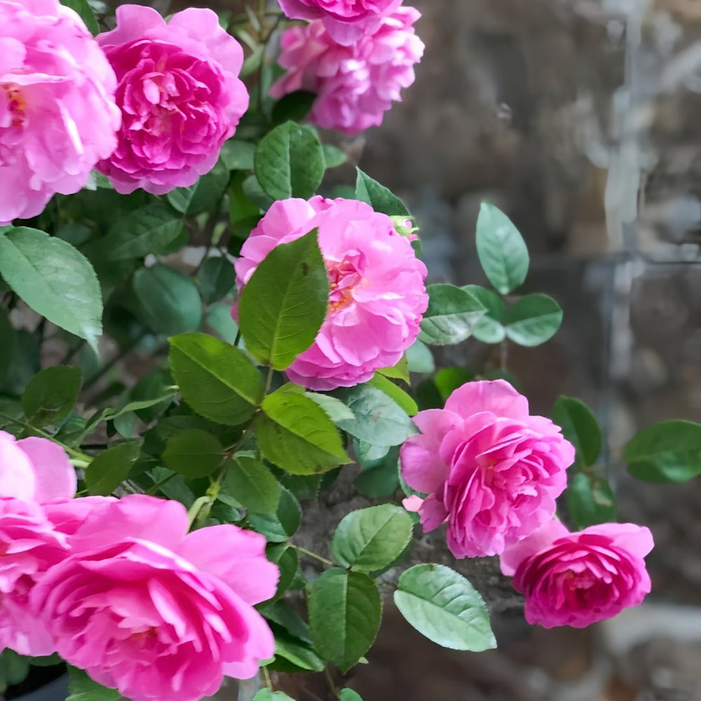 Raphael Rose Plant｜拉斐尔 image 4
