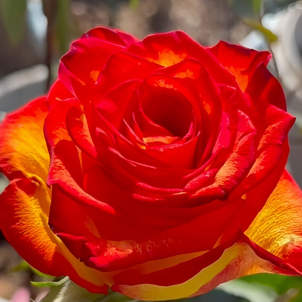 High Magic Rose Plant｜高和魔术 image 3