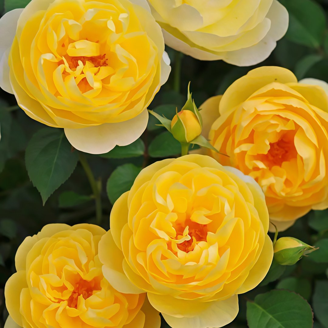 Luciole Rose Plant|萤火虫/路西欧 image 6