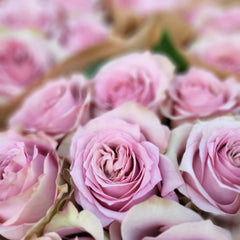 Melody Beattie Rose Plant | 旋律贝蒂 image 2