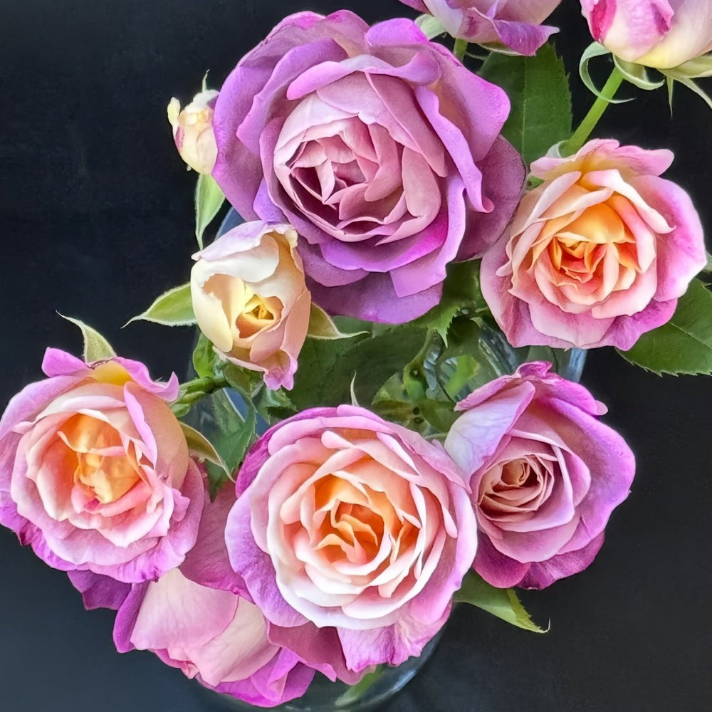 Diablesse de Mers Rose Plant|恶魔的海洋 image 8
