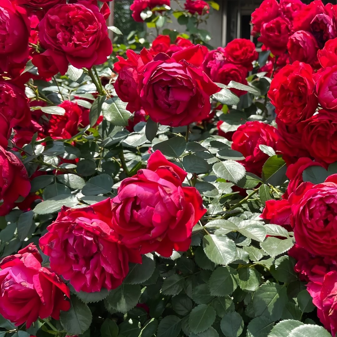 Florentina Rose Plant｜弗洛伦蒂娜 image 9