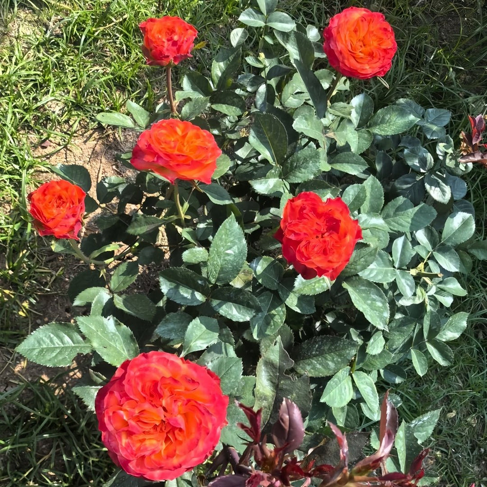 Acapulco Rose Plant｜阿卡普尔科 image 8