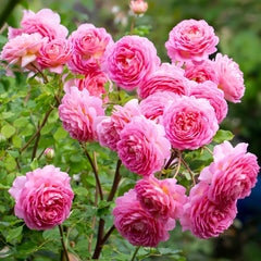 Jubilee Celebration Rose Plant｜银禧庆典 image 3
