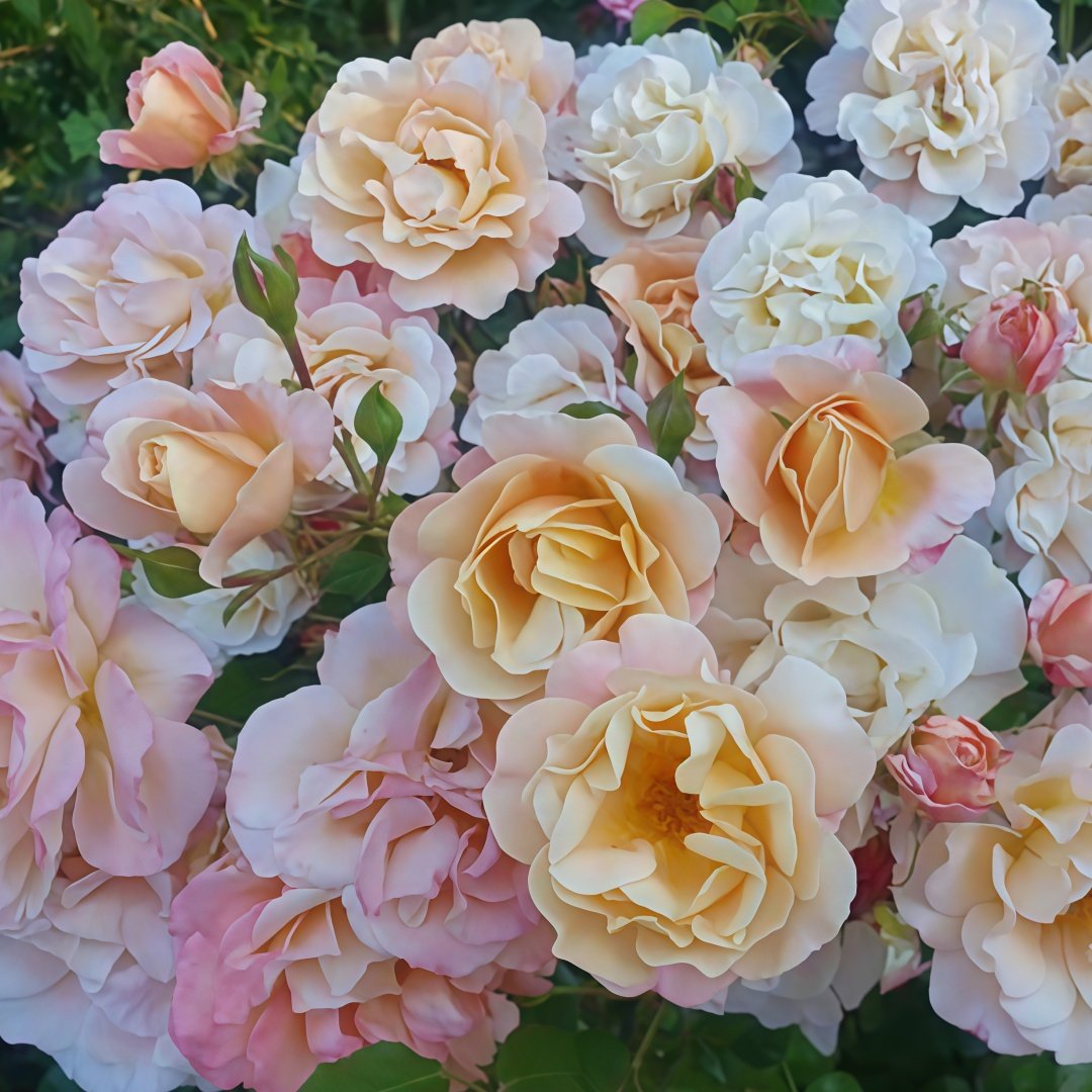 Merry Maker Rose Plant|快乐使者 image 2