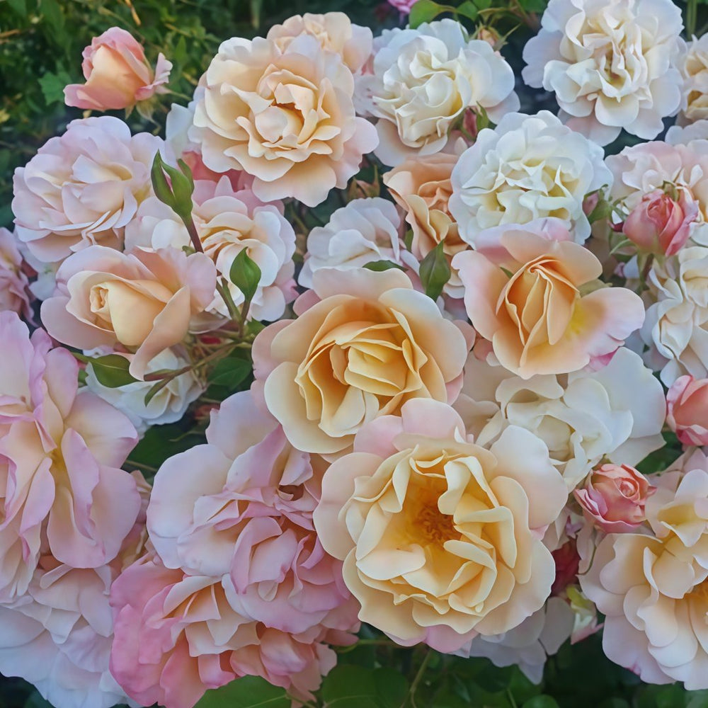 Merry Maker Rose Plant|快乐使者 image 2