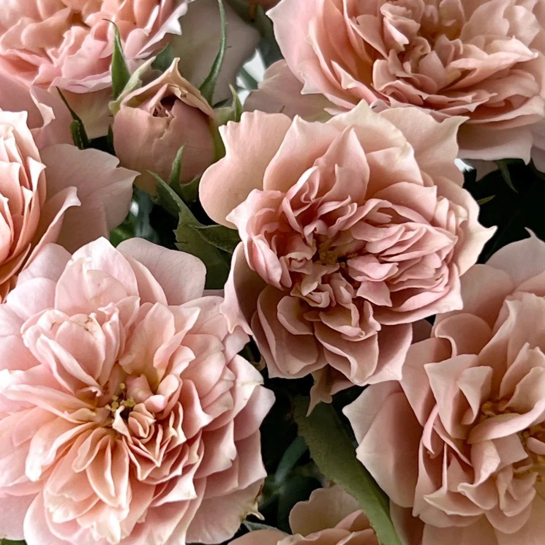 Iori Rose Plant｜八神庵 image 0
