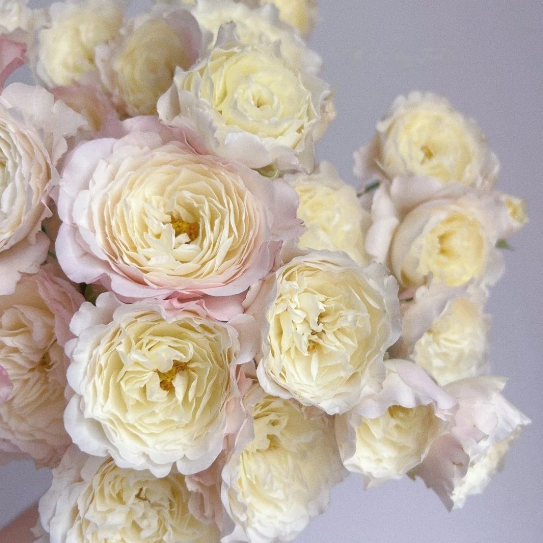 Jolie Fille Rose Plant|可爱少女 image 12