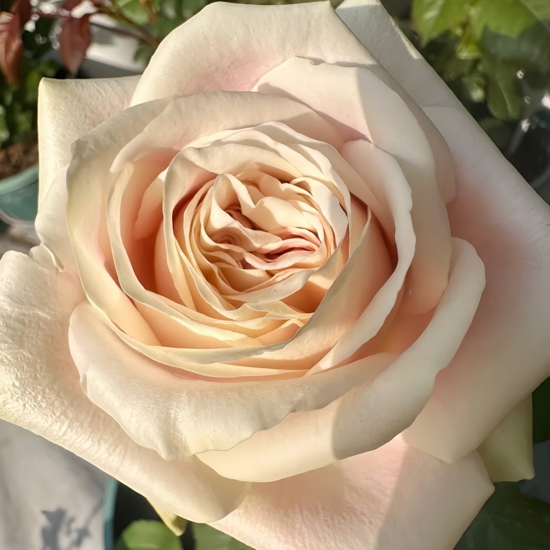 Candy Horizon Rose Plant｜糖果地平线 image 9
