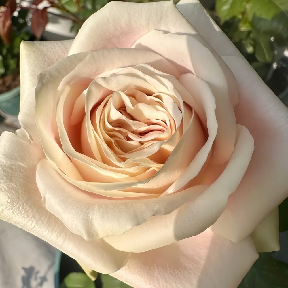 Candy Horizon Rose Plant｜糖果地平线 image 9