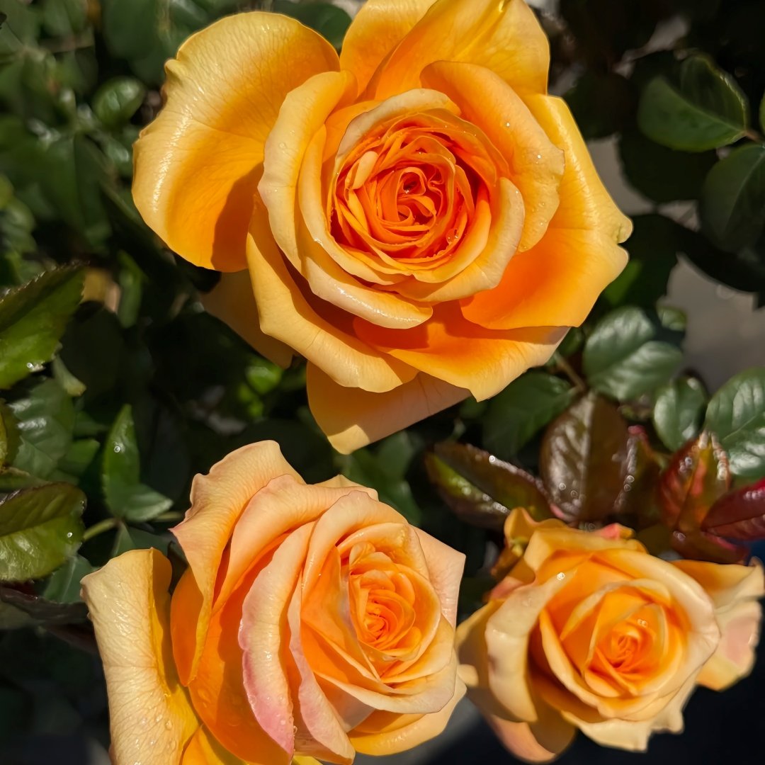 Mighty Rose Plant|甜橙 image 8