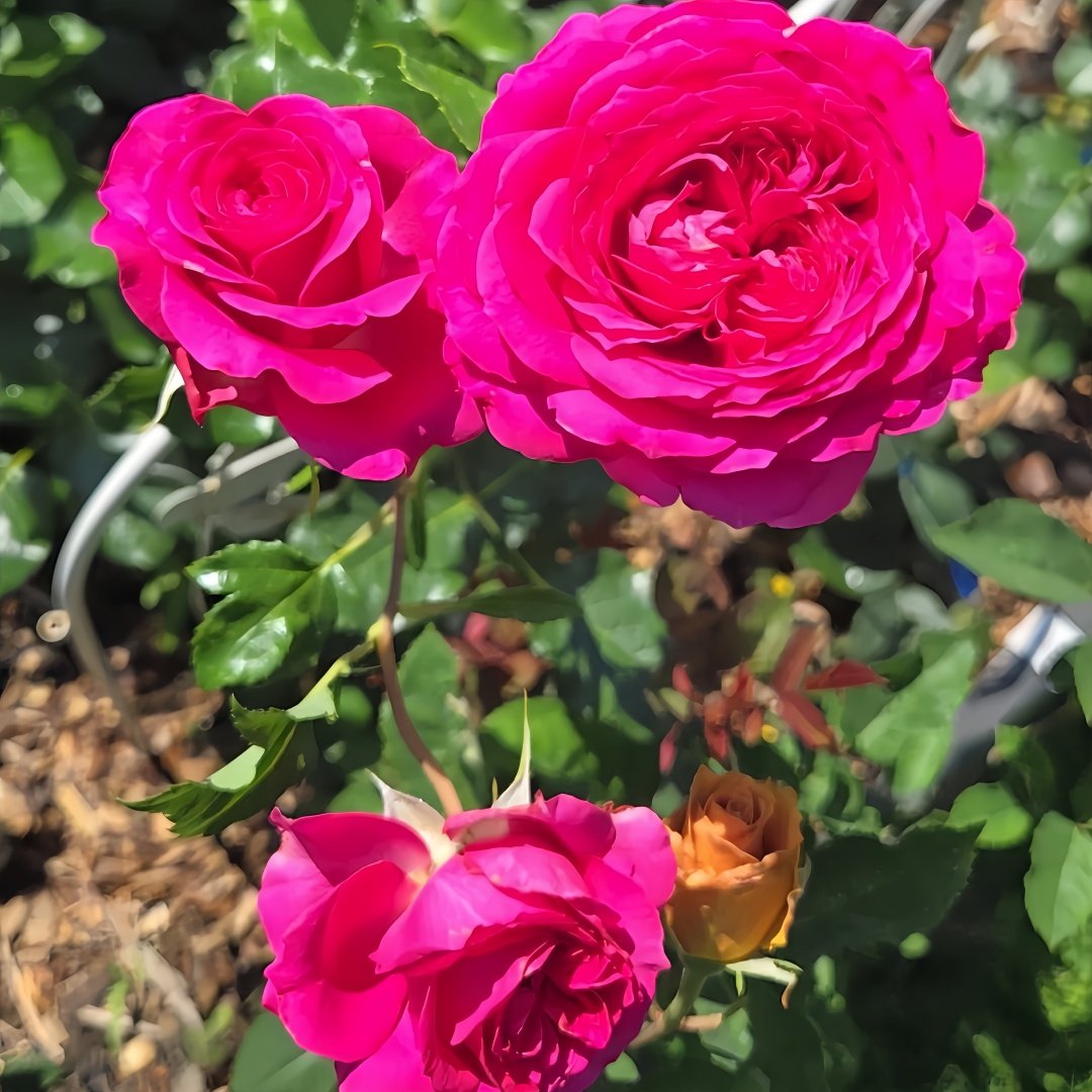 Hettie Rose plant｜海蒂 image 6
