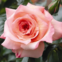 Barock Rose Plant｜巴洛克 image 1