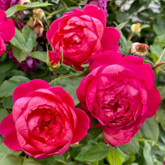Benjamin Britten Rose Plant｜本杰明布里顿 image 3