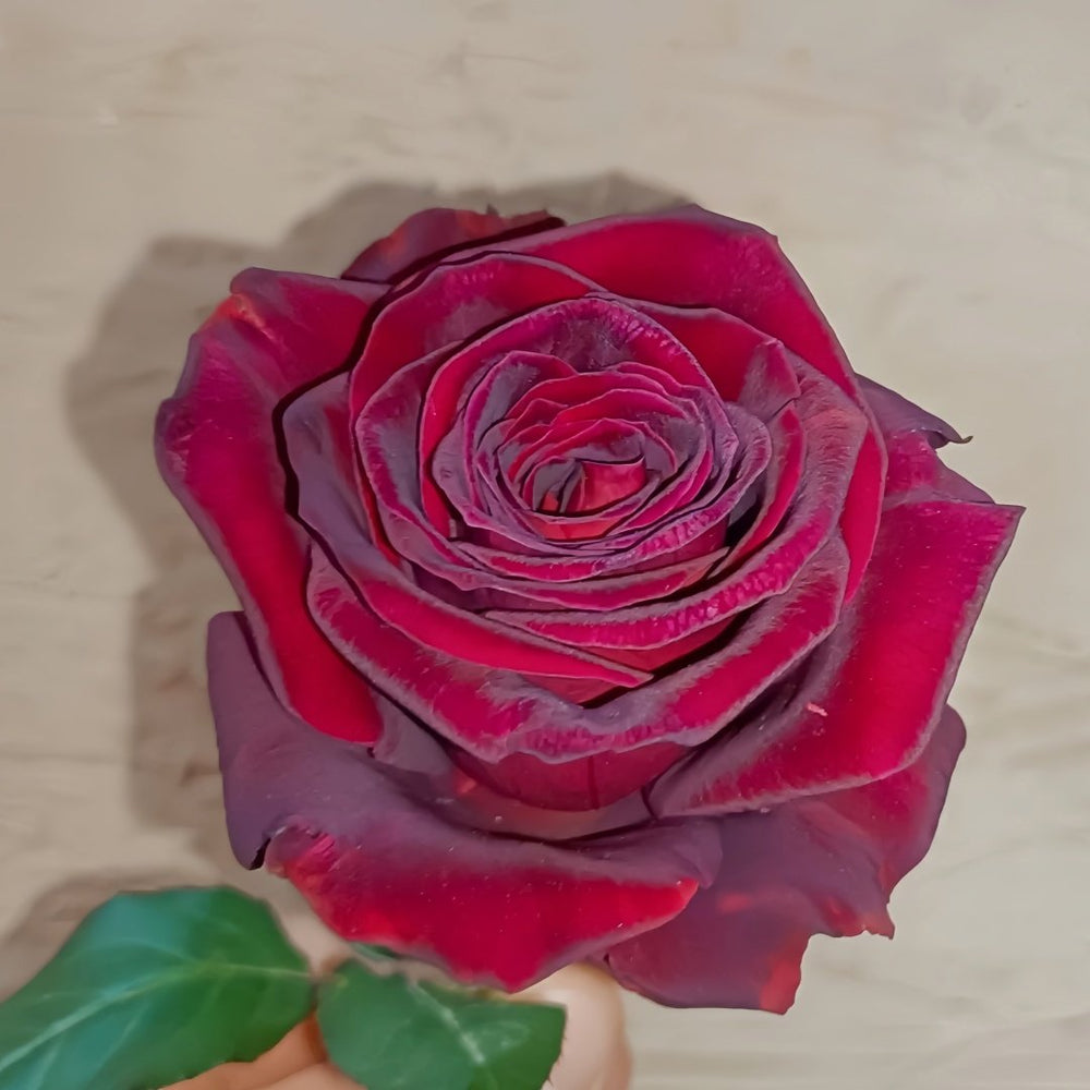 Black Perfumella Rose|暗香 image 2