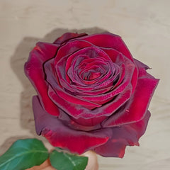 Black Perfumella Rose|暗香 image 2