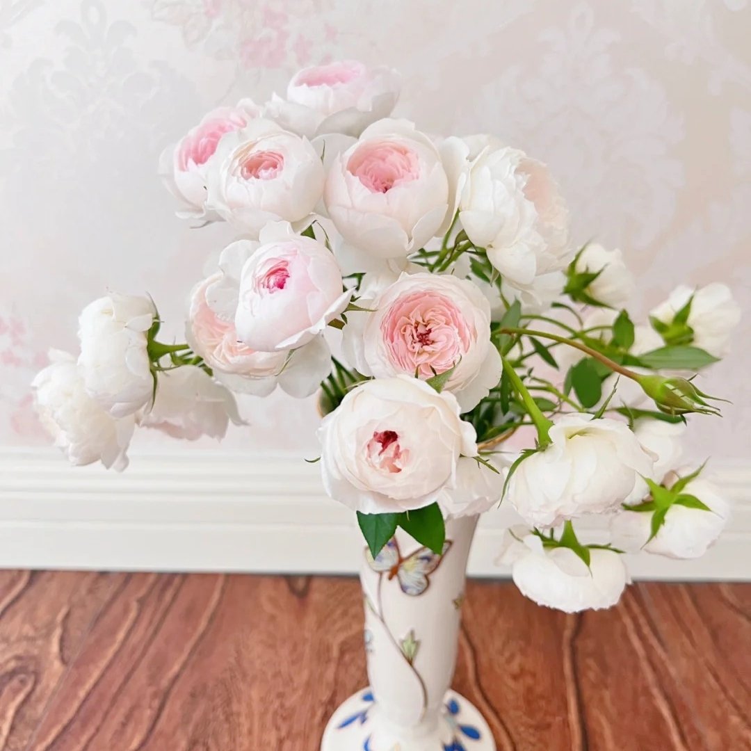 Arietta Rose Plant|小抒情曲 image 11