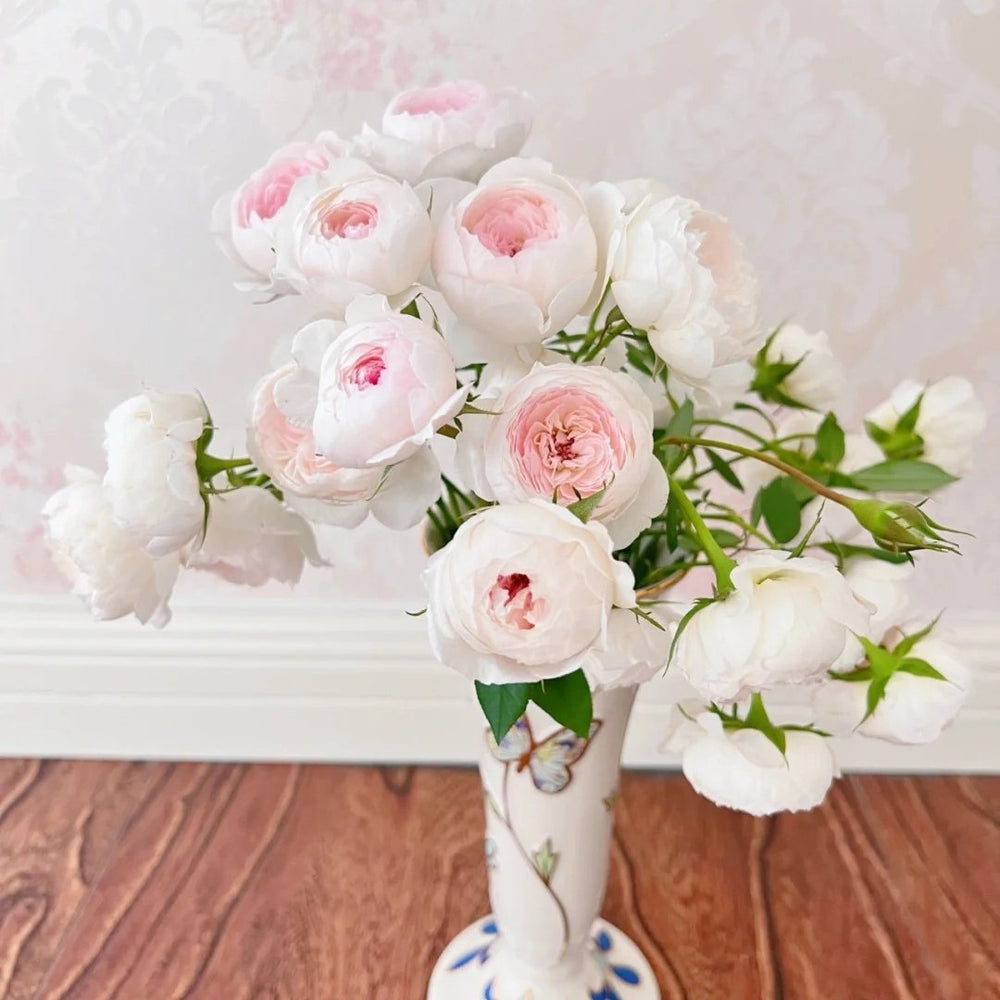 Arietta Rose Plant|小抒情曲 image 11