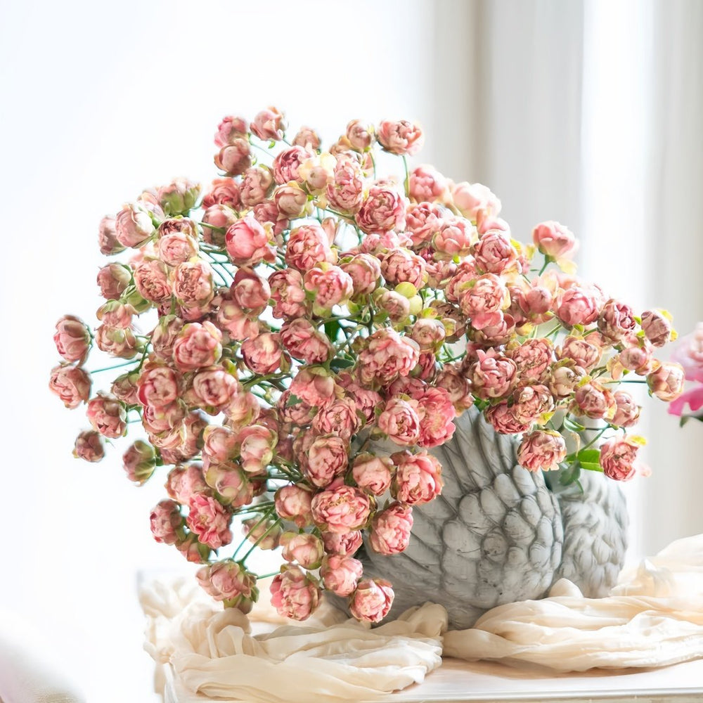 Princess Pinku Rose Plant|品库公主 image 1