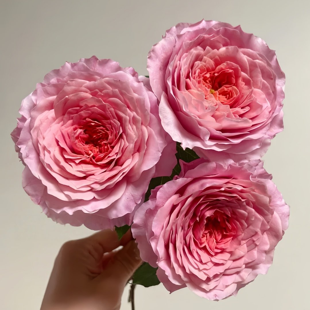 Eisvogel Rose Plant | 翠鸟 image 2