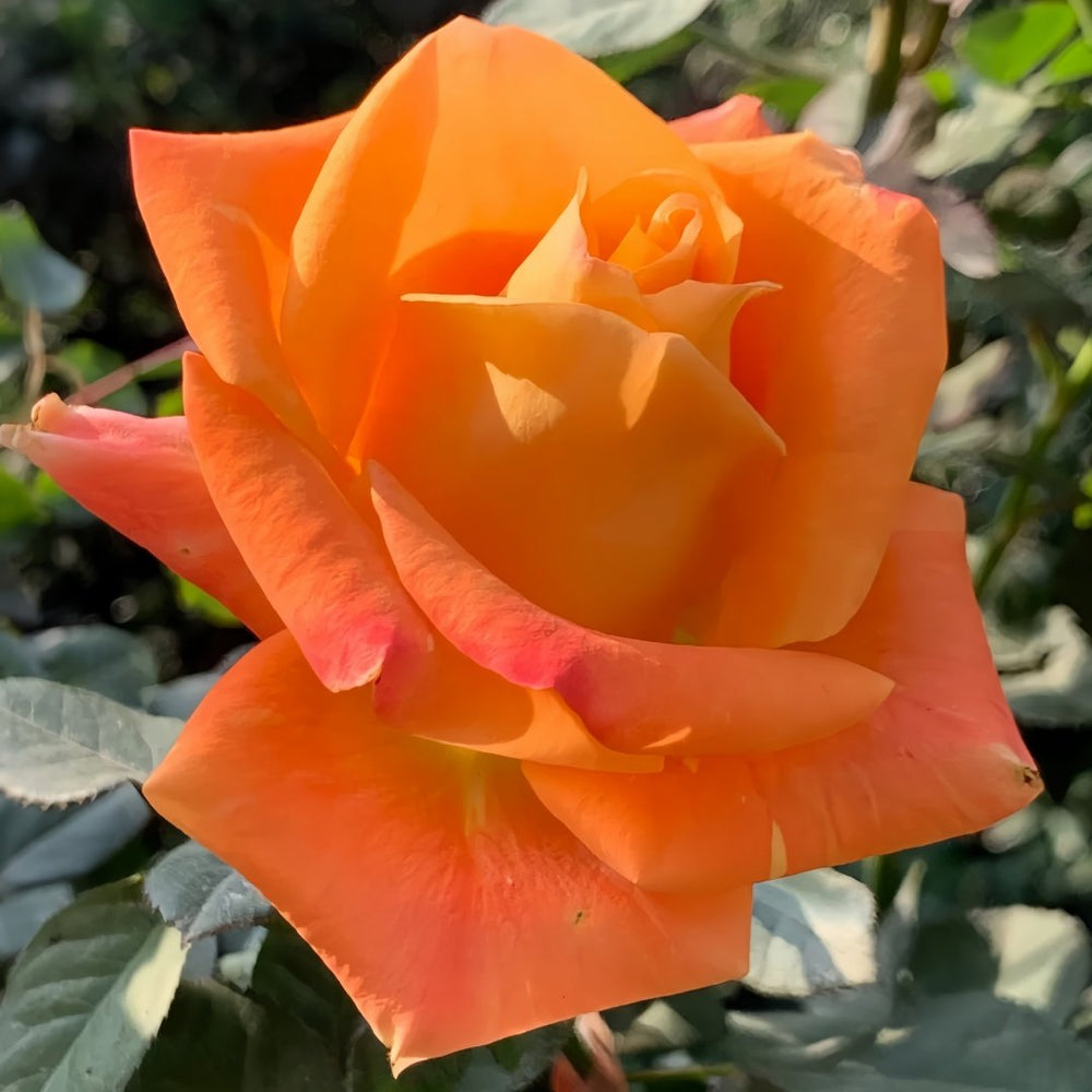 Voodoo Rose Plant｜巫术 image 8