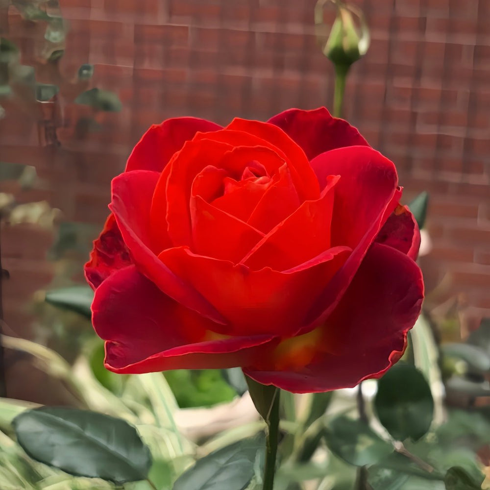 Café Del Mar Rose Plant｜咖啡德玛 image 6