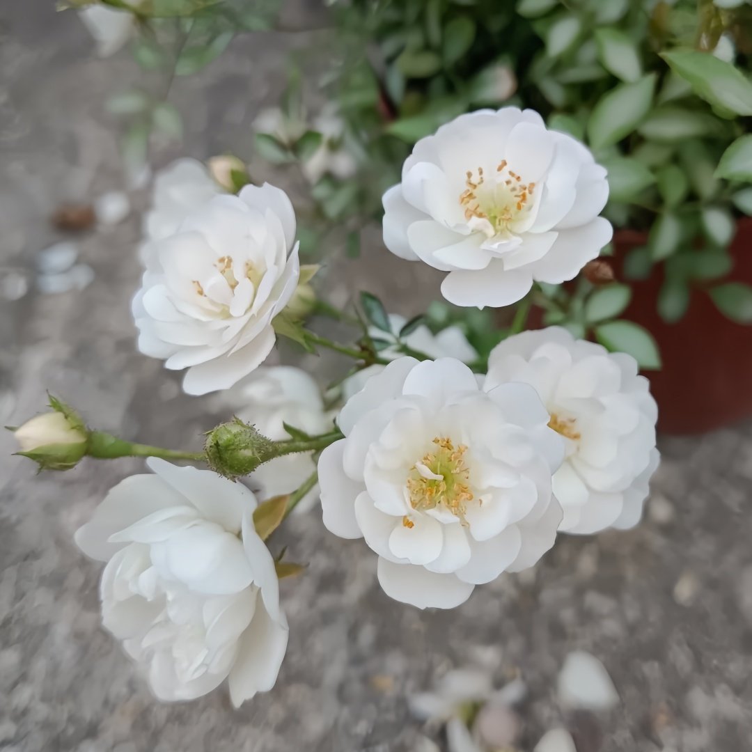 Belle Neige Rose Plant｜漂亮的雪/雪姬 image 1