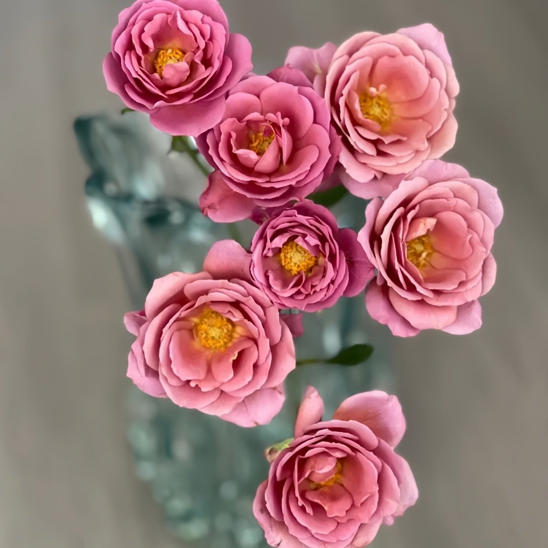 Aoi-fuga Rose Plant｜葵-风雅 image 8