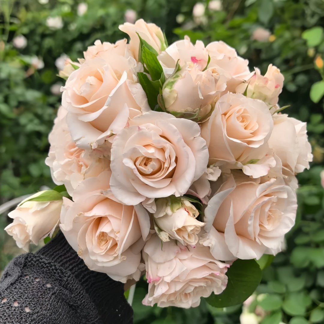 Cynthia Rose Plant|辛西娅 image 8
