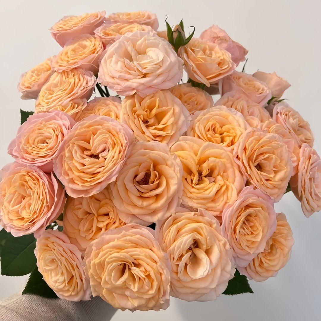 Mickey Bubbles Rose Plant|米奇泡泡 image 5