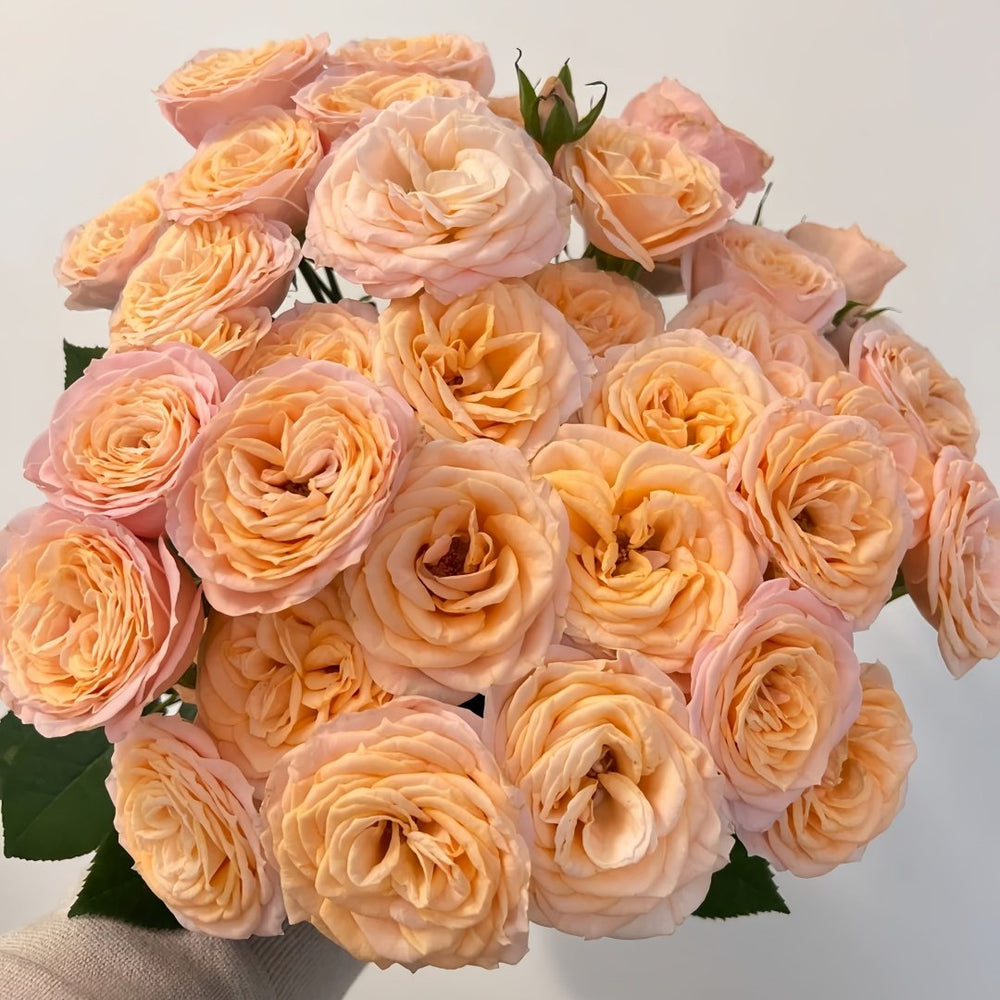 Mickey Bubbles Rose Plant|米奇泡泡 image 5