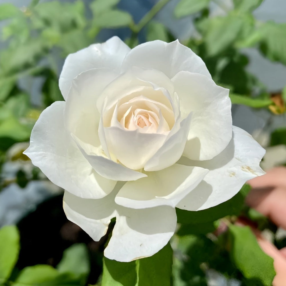 Shizuku Rose Plant|心之水滴 image 5