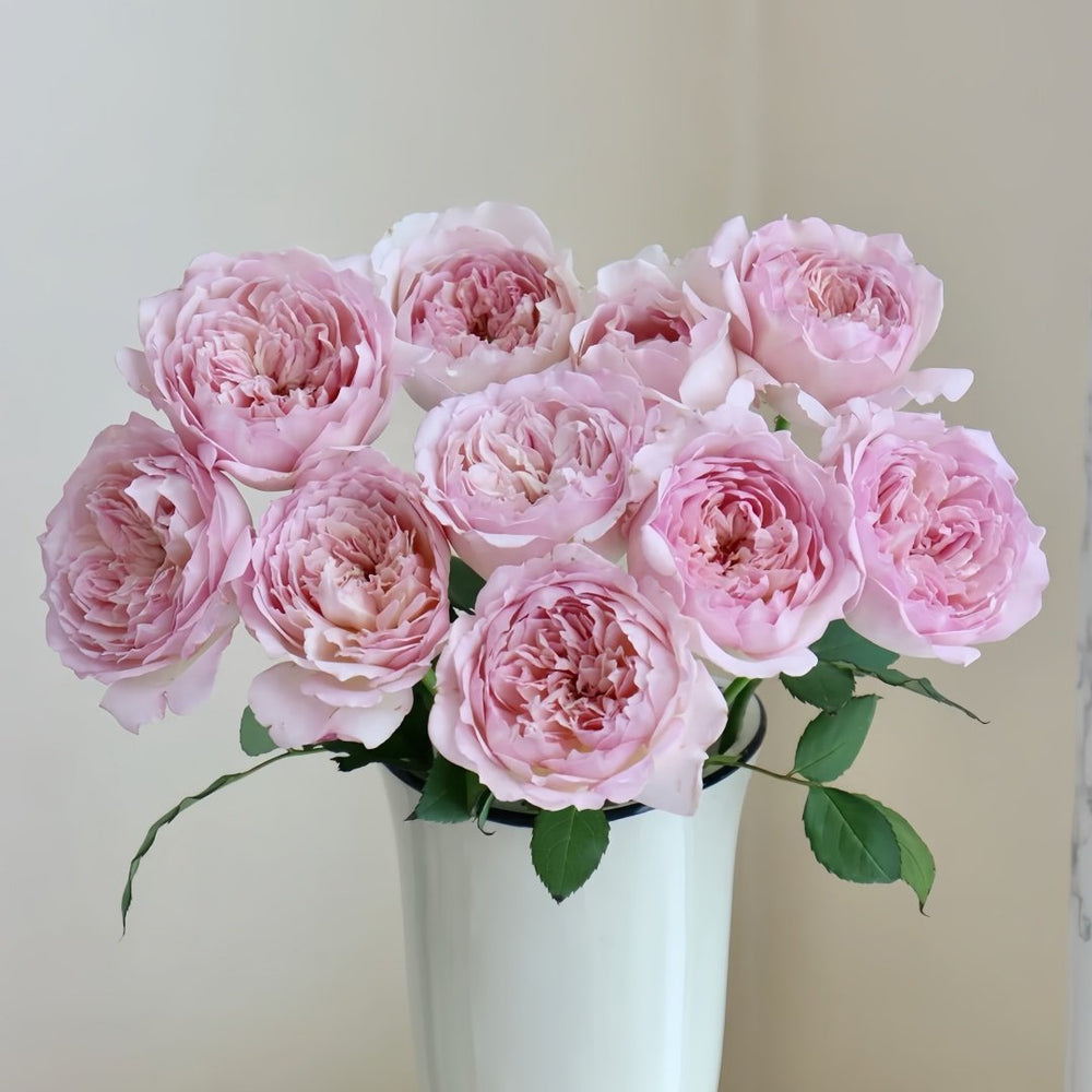 Sucre Rose Plant|砂糖 image 4